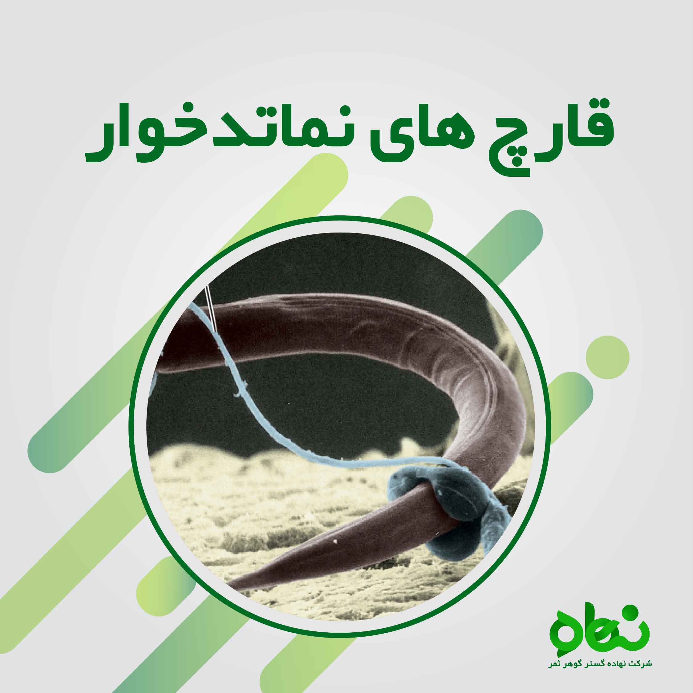 قارچ های نماتدخوار